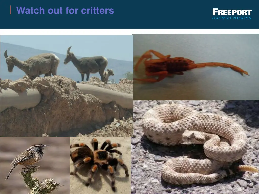 watch out for critters