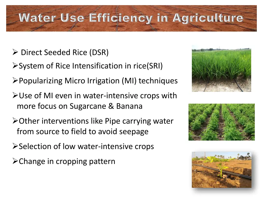 direct seeded rice dsr system of rice