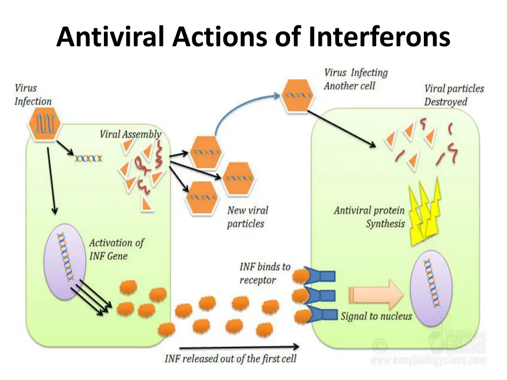 antiviral actions of interferons