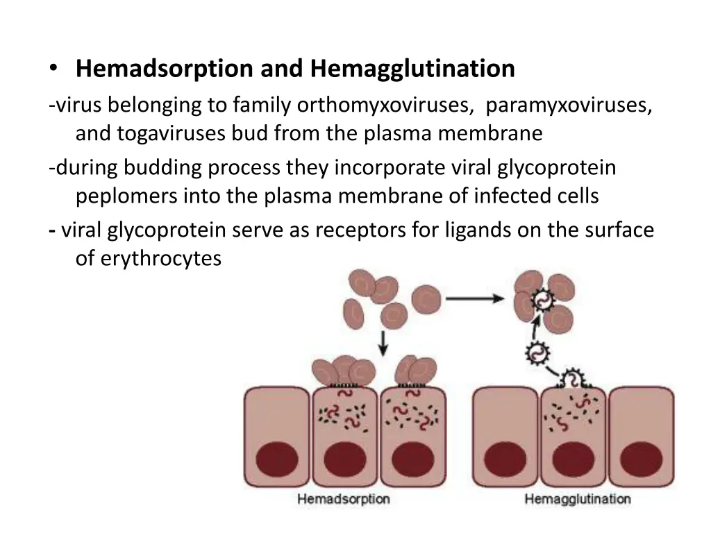 hemadsorption and hemagglutination virus