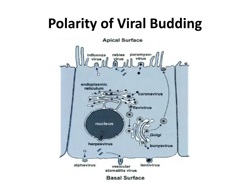 polarity of viral budding