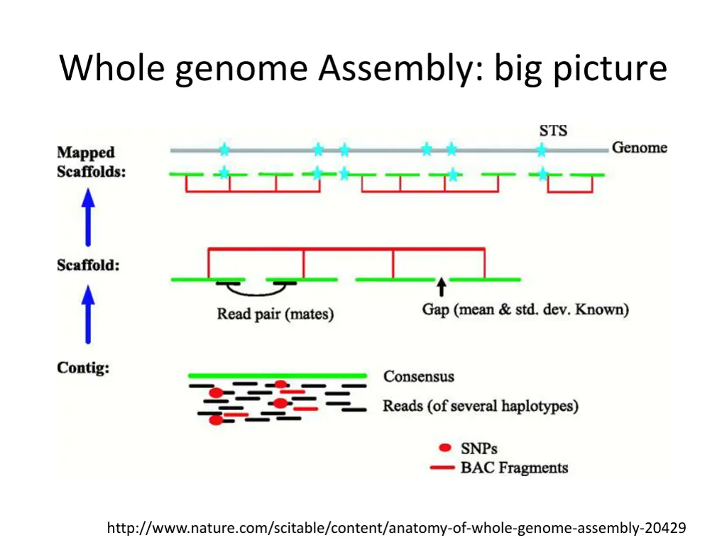 whole genome assembly big picture