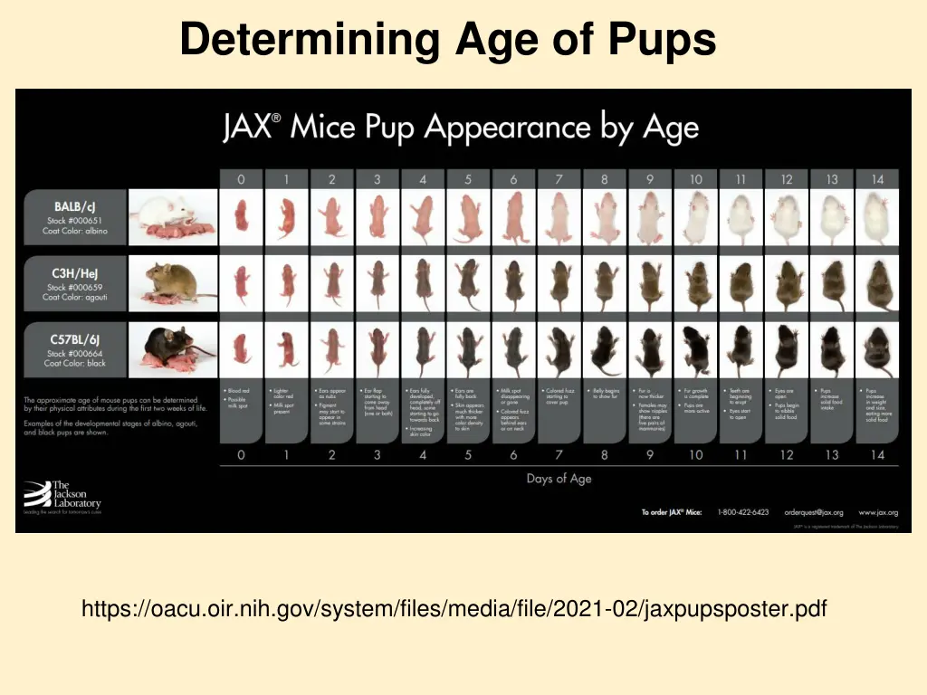 determining age of pups