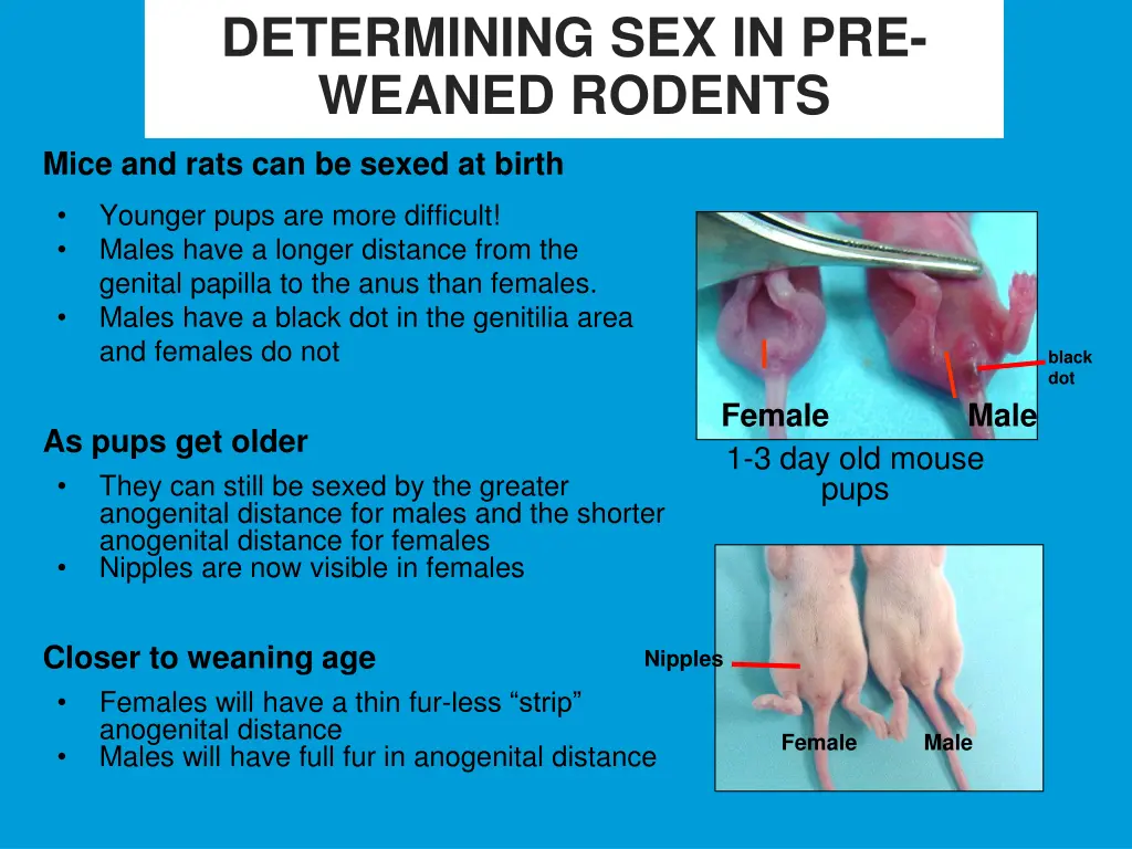 determining sex in pre weaned rodents