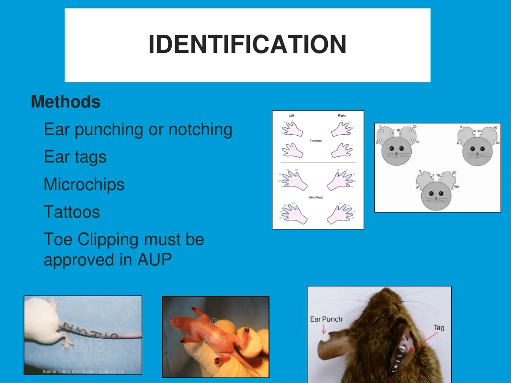 identification