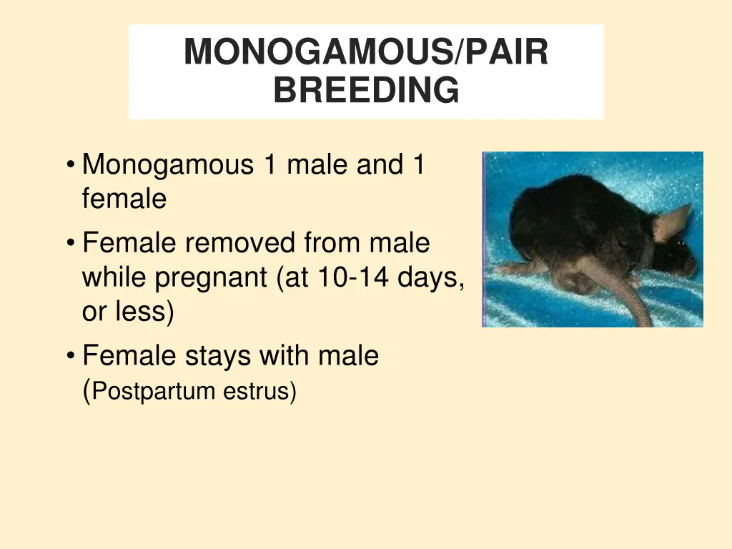 monogamous pair breeding