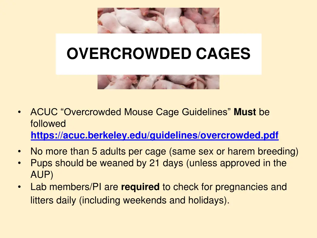 overcrowded cages