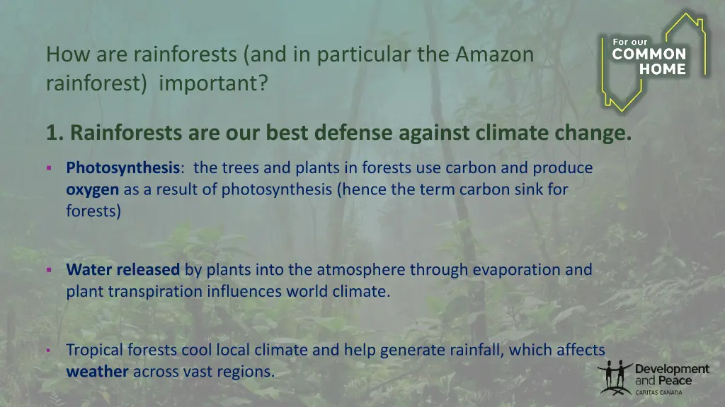 how are rainforests and in particular the amazon