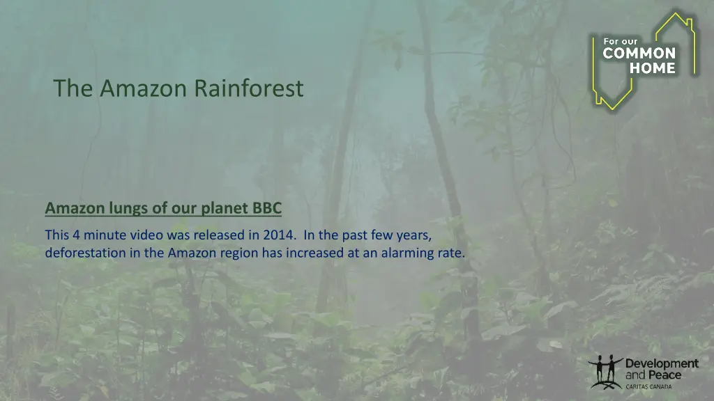 the amazon rainforest