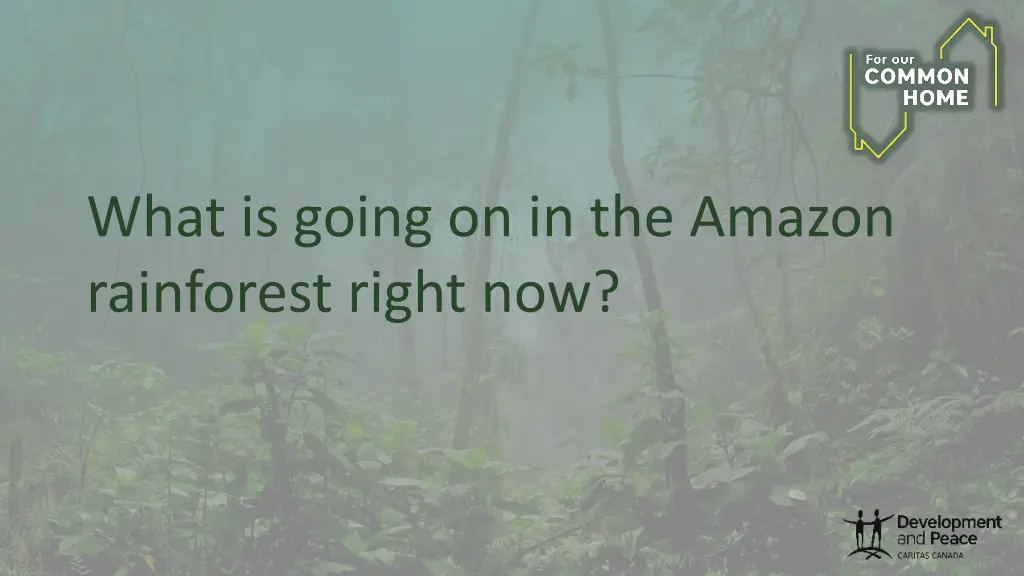 what is going on in the amazon rainforest right