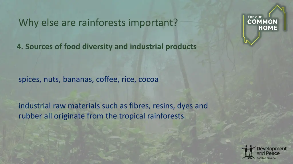 why else are rainforests important 2