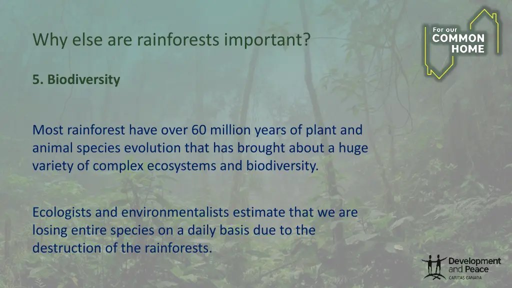 why else are rainforests important 3