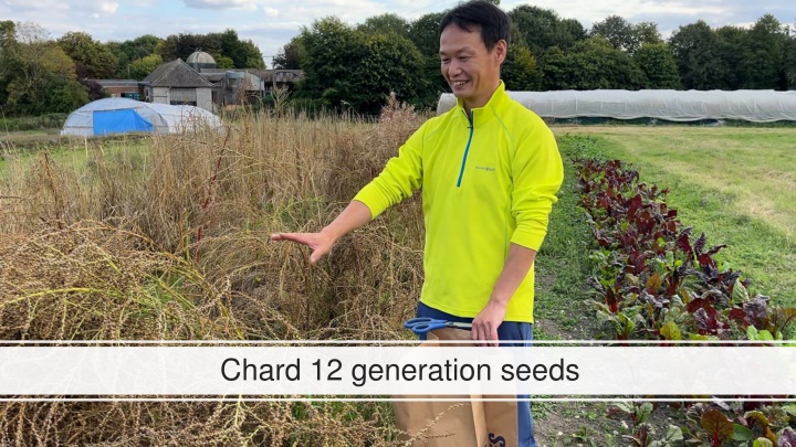 chard 12 generation seeds