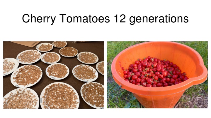 cherry tomatoes 12 generations
