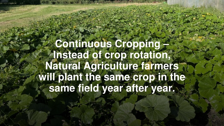 continuous cropping instead of crop rotation
