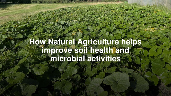 how natural agriculture helps improve soil health