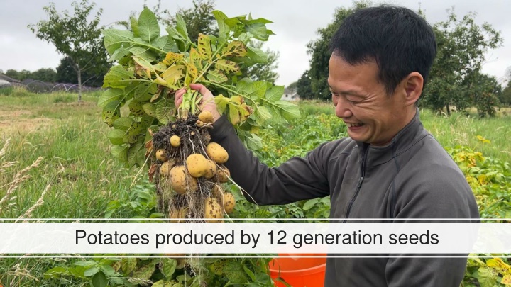 potatoes produced by 12 generation seeds