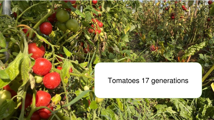tomatoes 17 generations