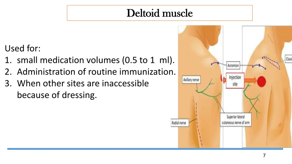 deltoid muscle deltoid muscle 1