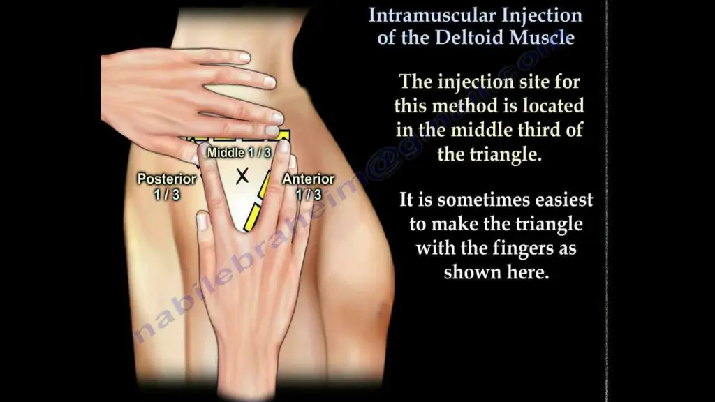 deltoid muscle deltoid muscle 2