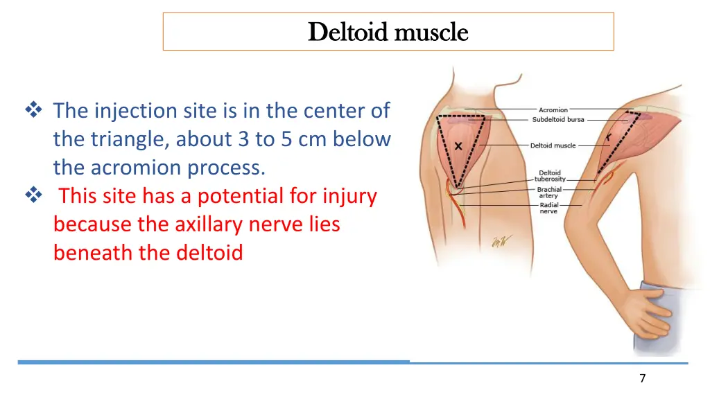 deltoid muscle deltoid muscle