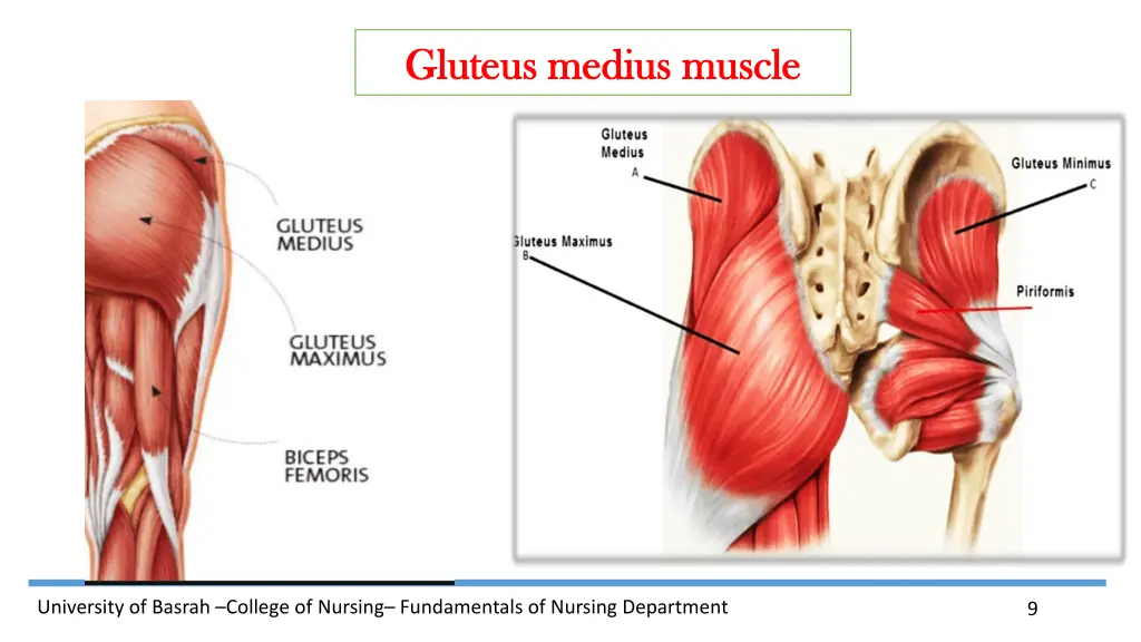 gluteus gluteus medius