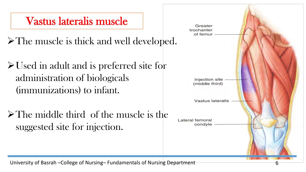 vastus vastus lateralis lateralis muscle