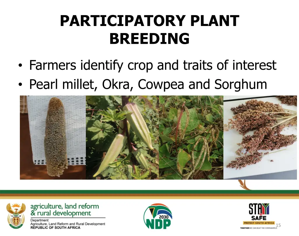 participatory plant breeding