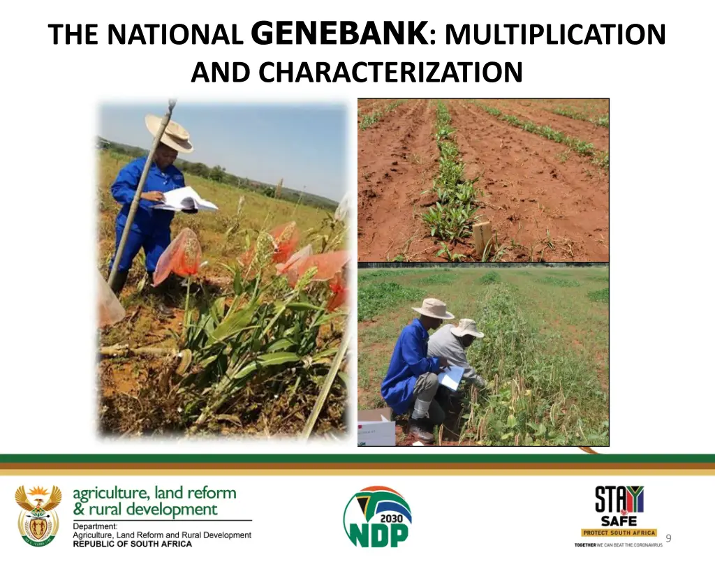 the national genebank multiplication