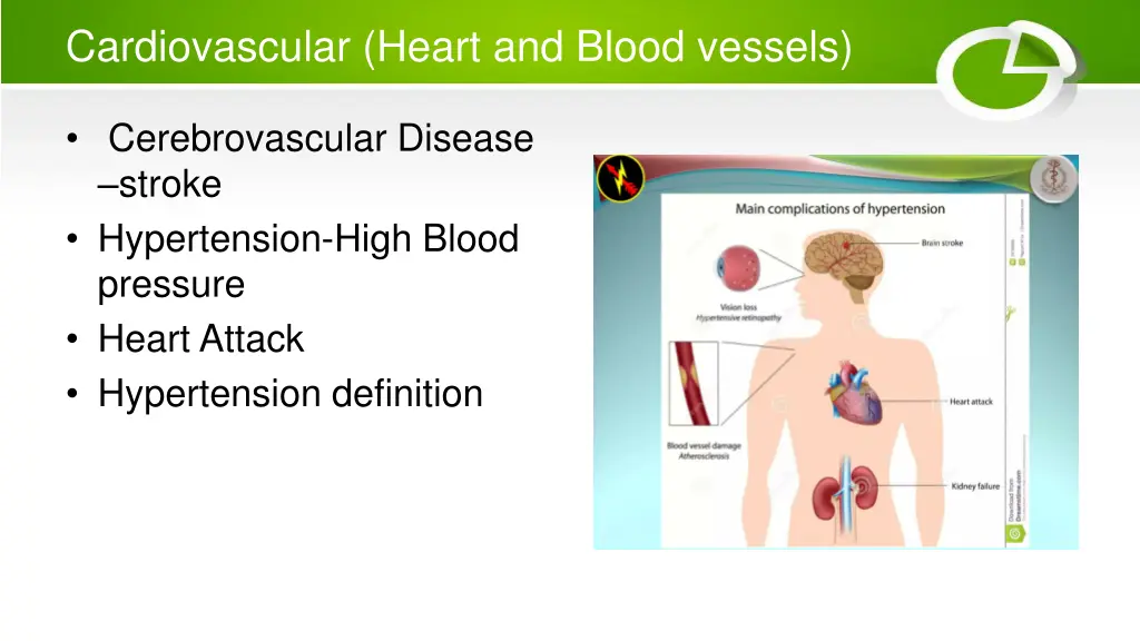 cardiovascular heart and blood vessels