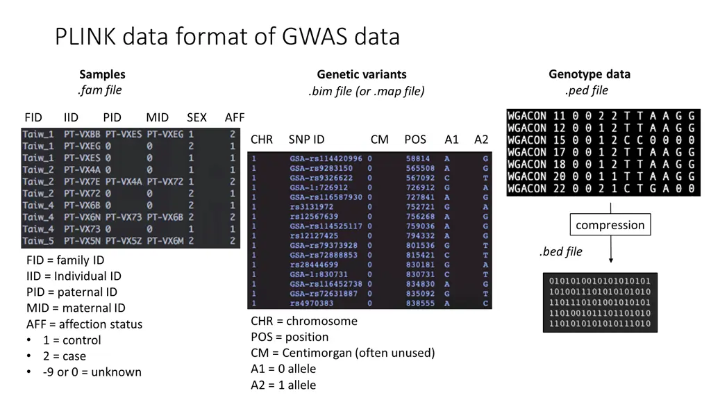 plink data format of gwas data