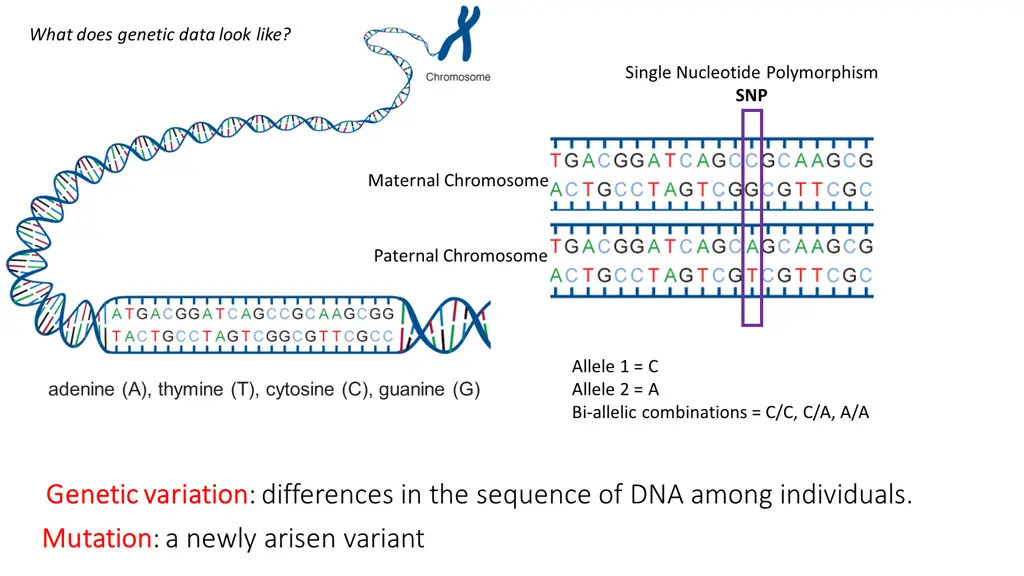 what does genetic data look like