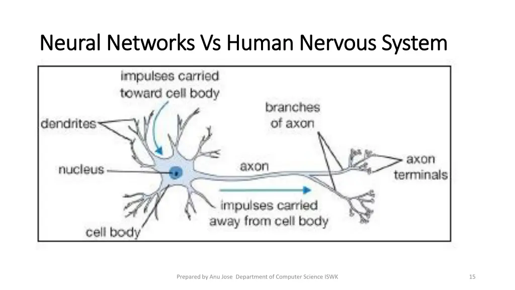 neural networks vs human nervous system neural