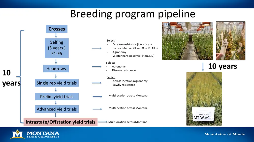 breeding program pipeline