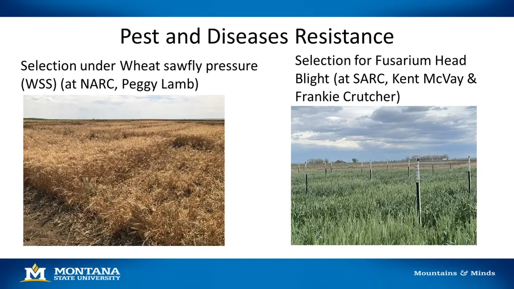 pest and diseases resistance