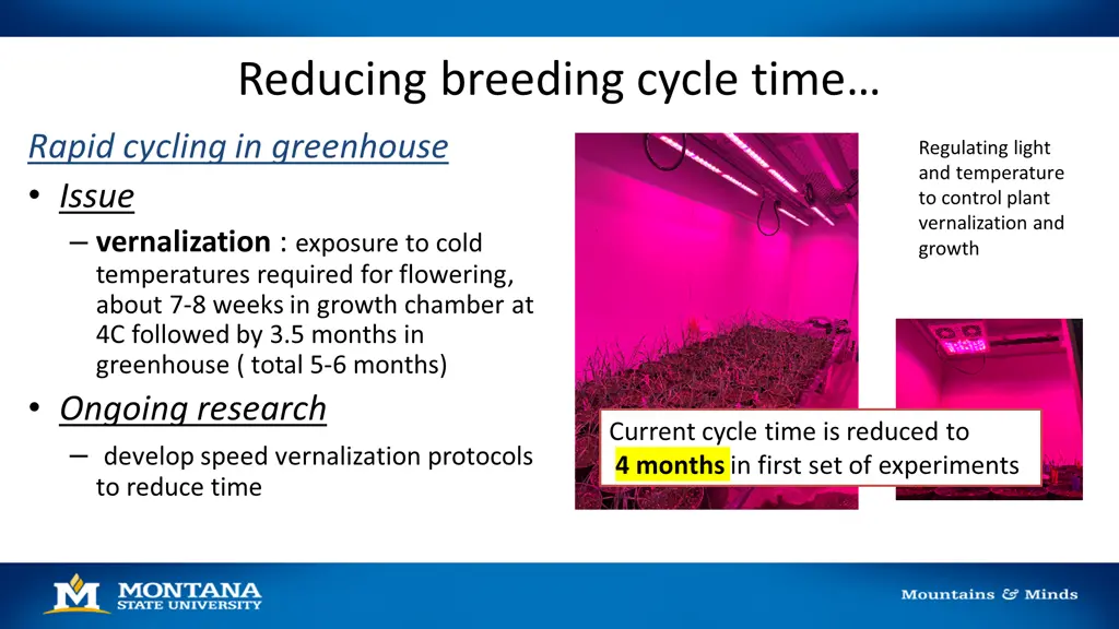 reducing breeding cycle time