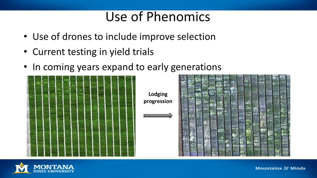 use of phenomics