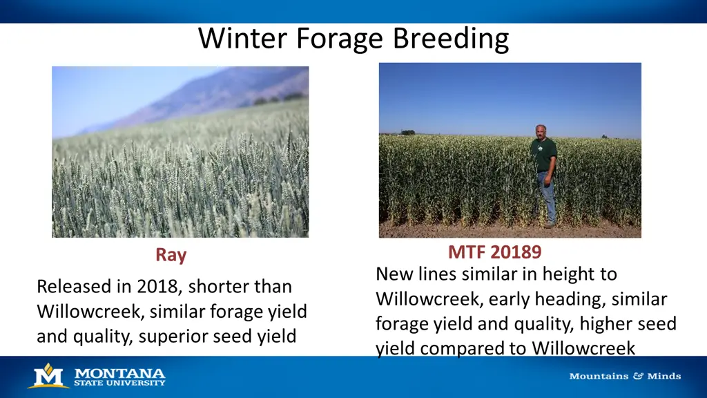 winter forage breeding