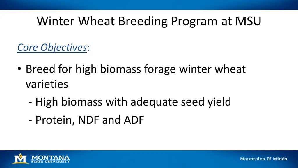 winter wheat breeding program at msu