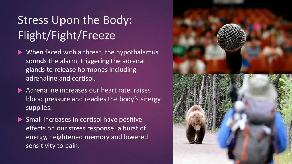 stress upon the body flight fight freeze