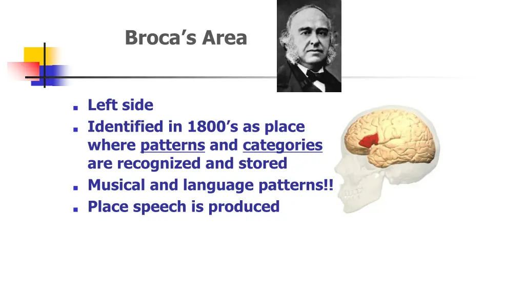 broca s area