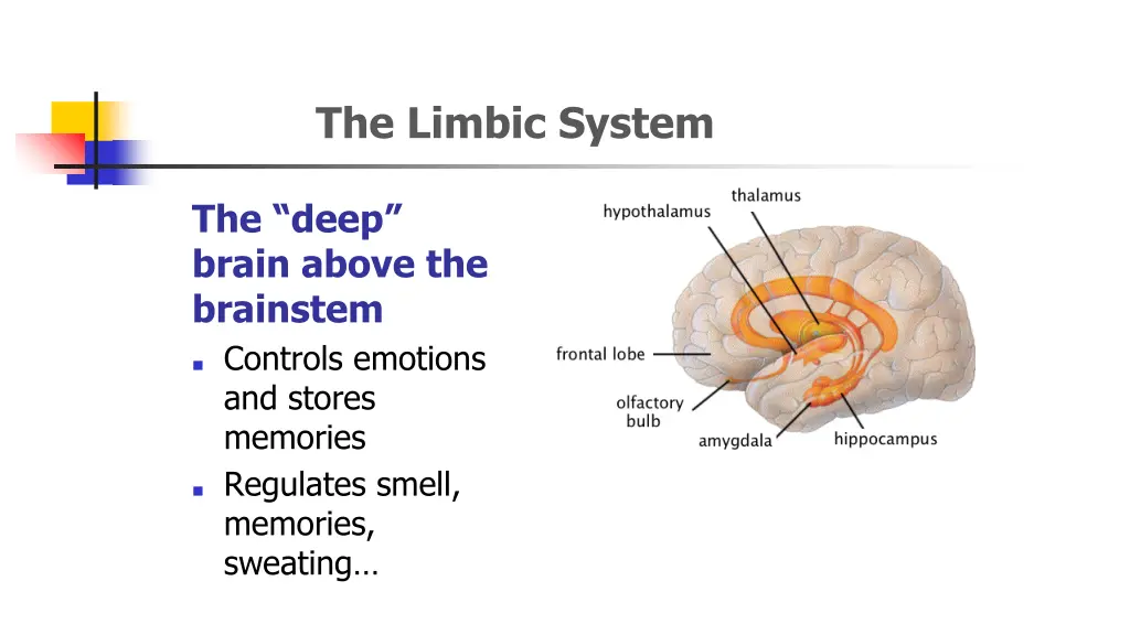 the limbic system