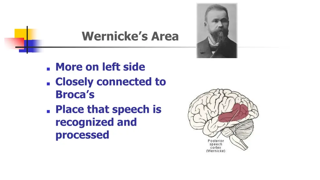 wernicke s area