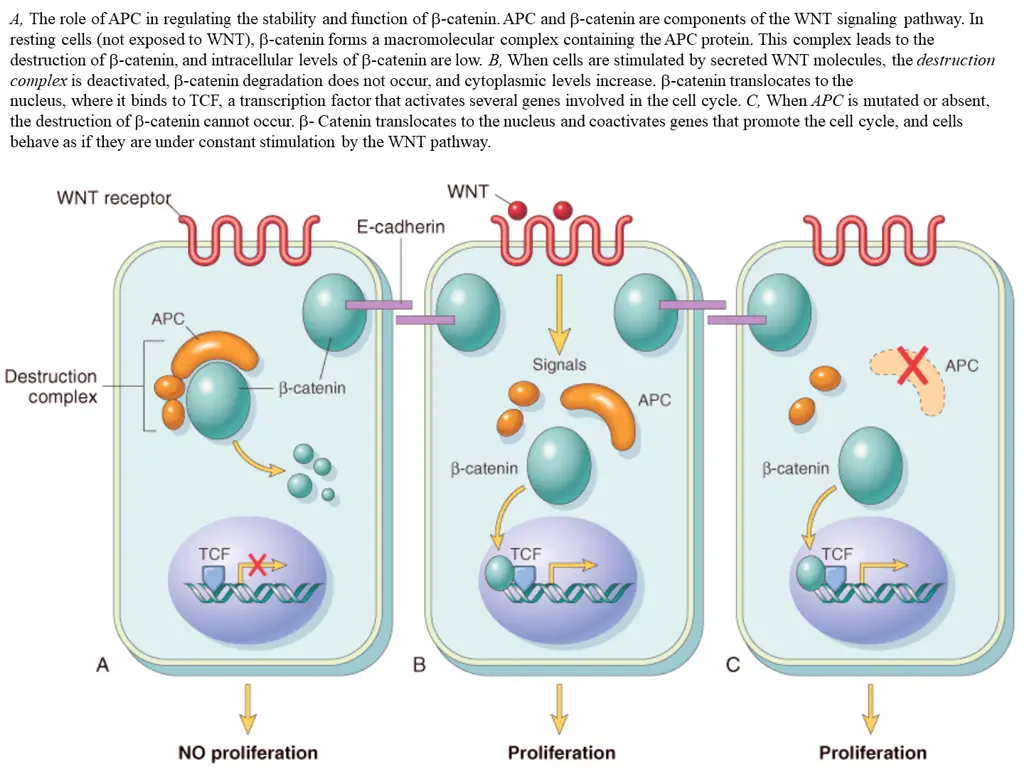 a the role of apc in regulating the stability