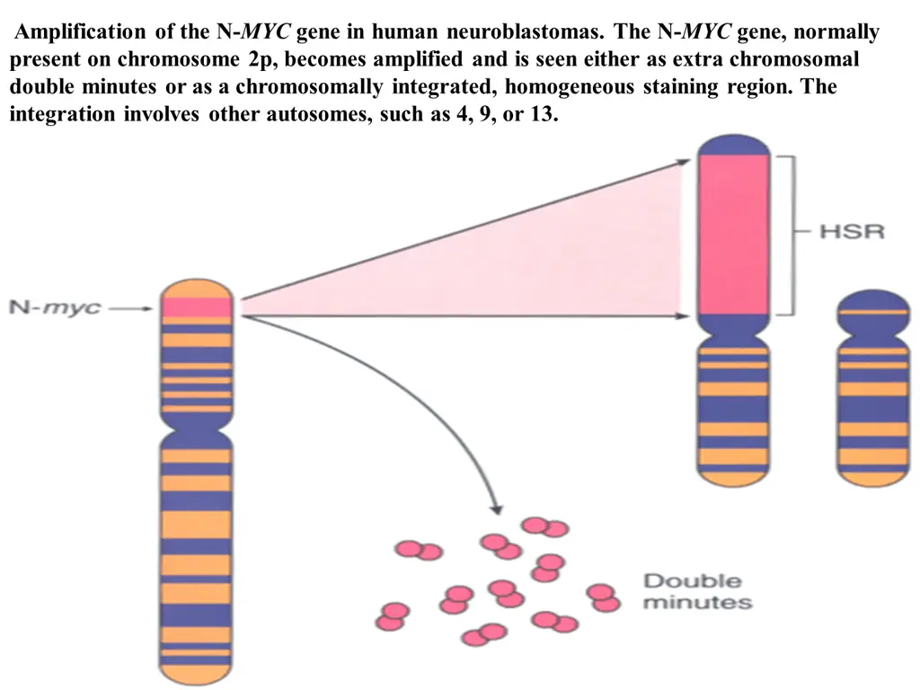 amplification of the n myc gene in human