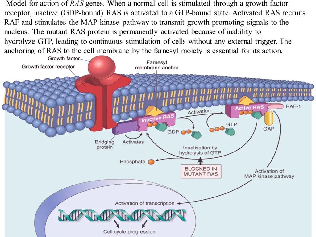 model for action of ras genes when a normal cell