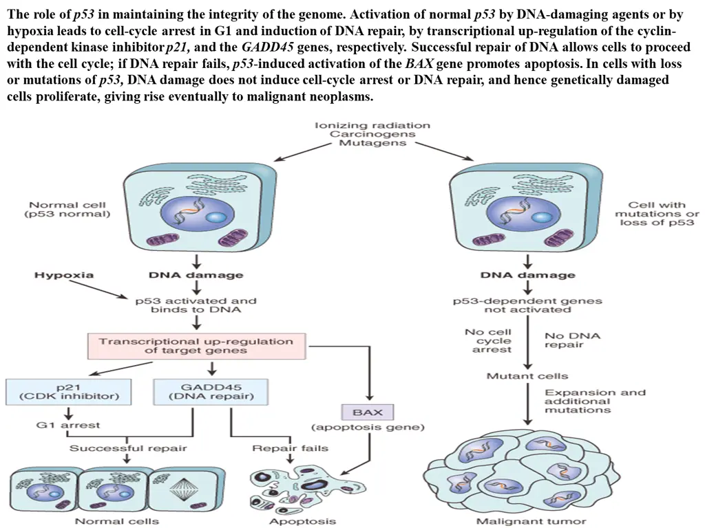 the role of p53 in maintaining the integrity