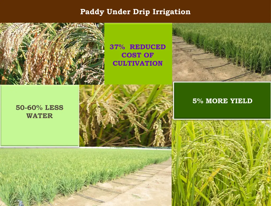 paddy under drip irrigation