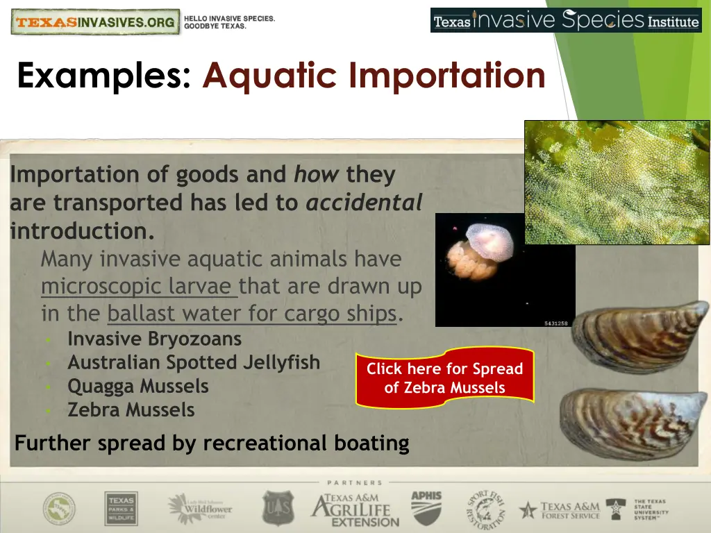 examples aquatic importation