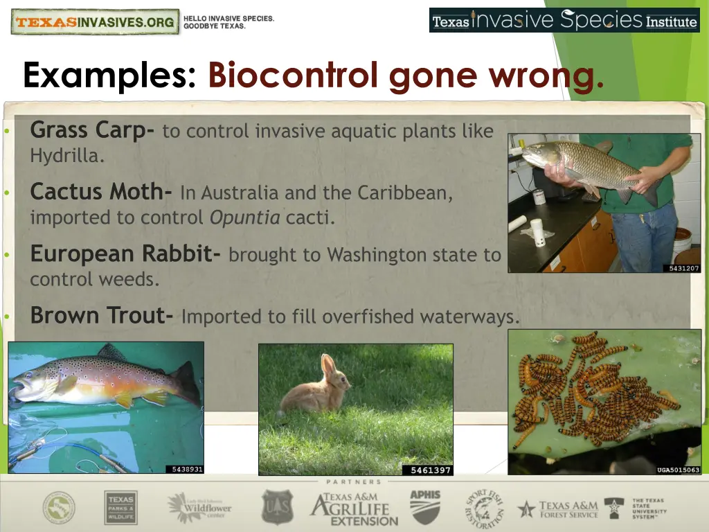 examples biocontrol gone wrong